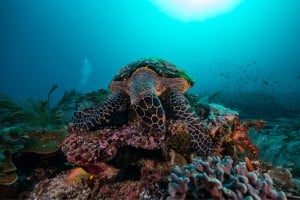 turtle feeding on coral manta dive gili t
