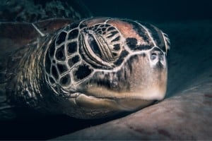 turtle head manta dive gili trawangan