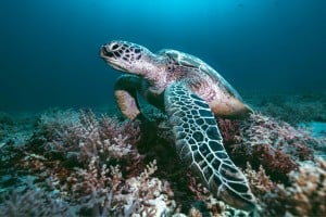 turtle leaning on corals manta dive gili trawangan