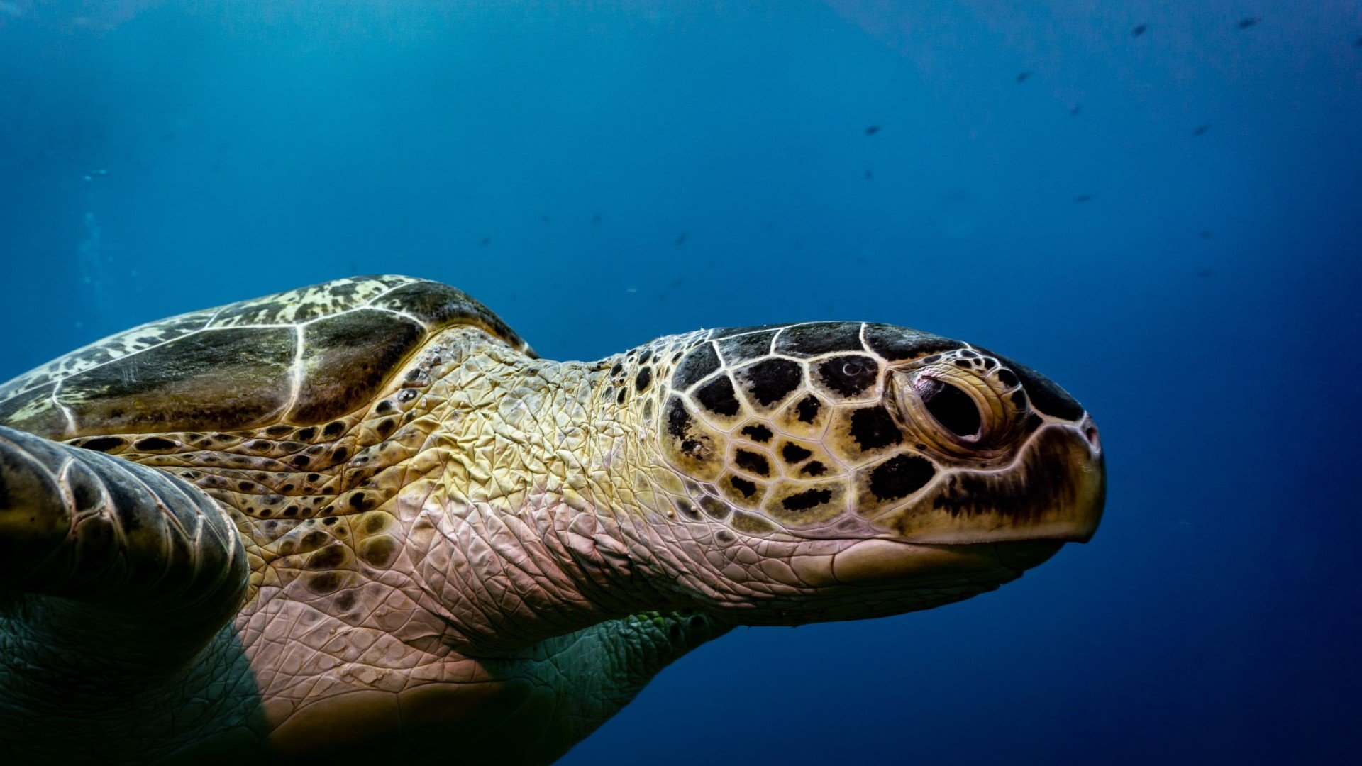 turtle swimming diving photos manta dive gili t