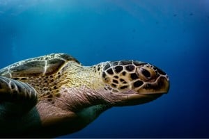 turtle swimming diving photos manta dive gili t