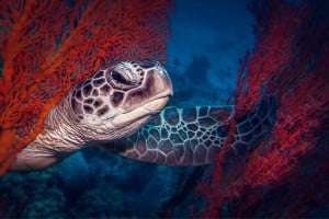 turtle peeking gili islands manta dive gili trawangan
