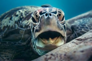 turtle yawning diving gili islands