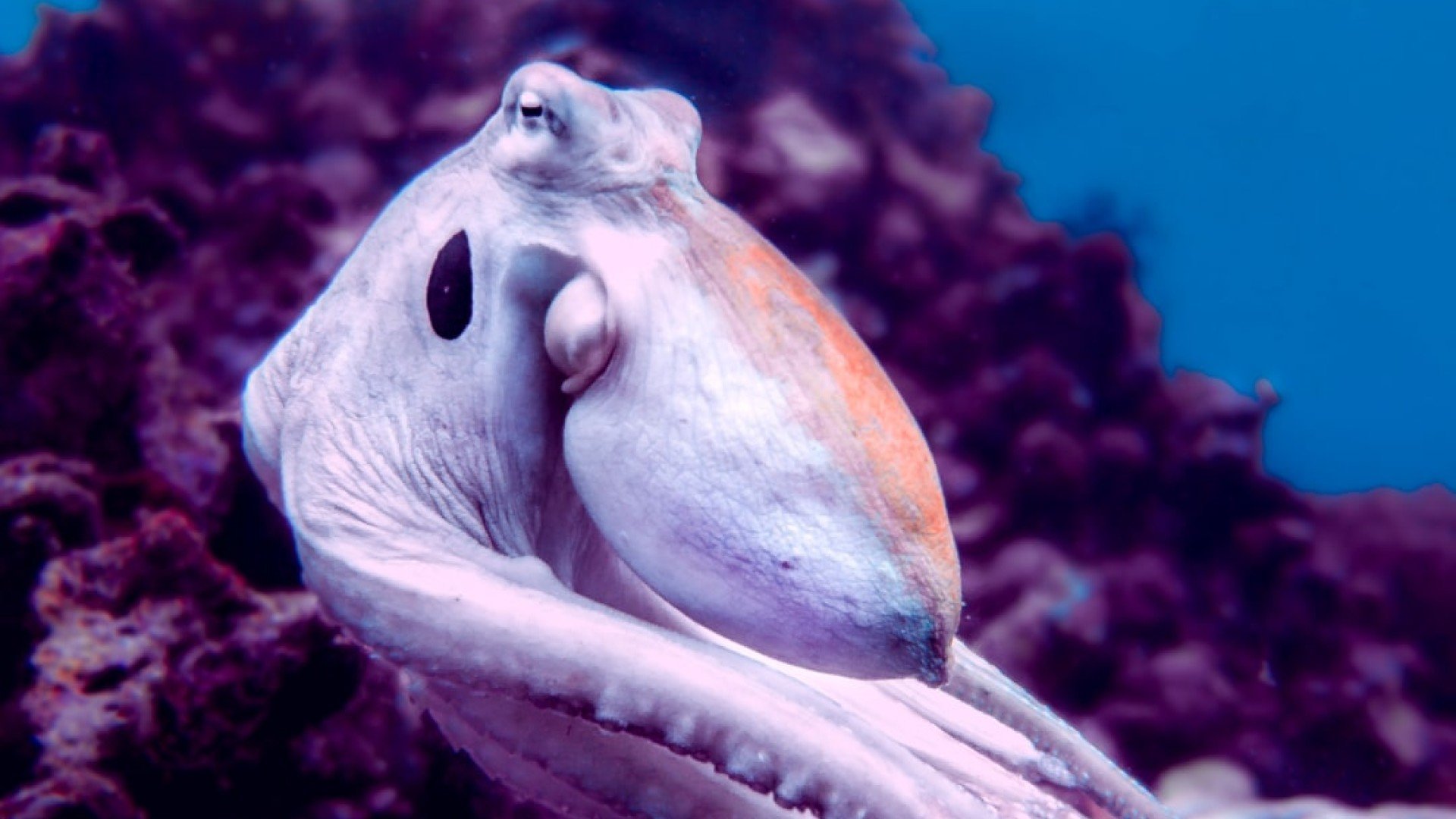 white octopus cruising diving gili islands