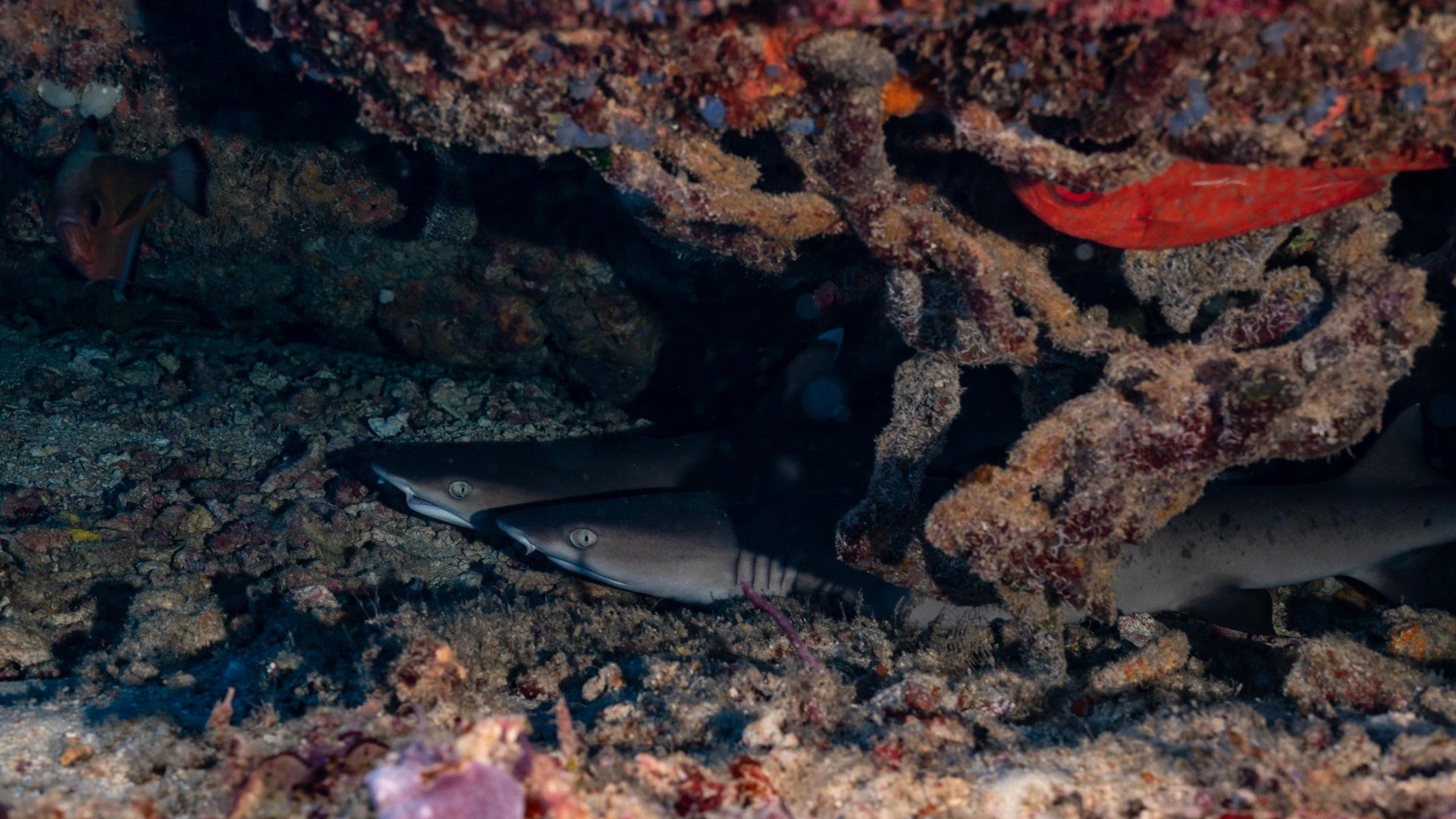 white tip reef sharks manta dive gili trawangan