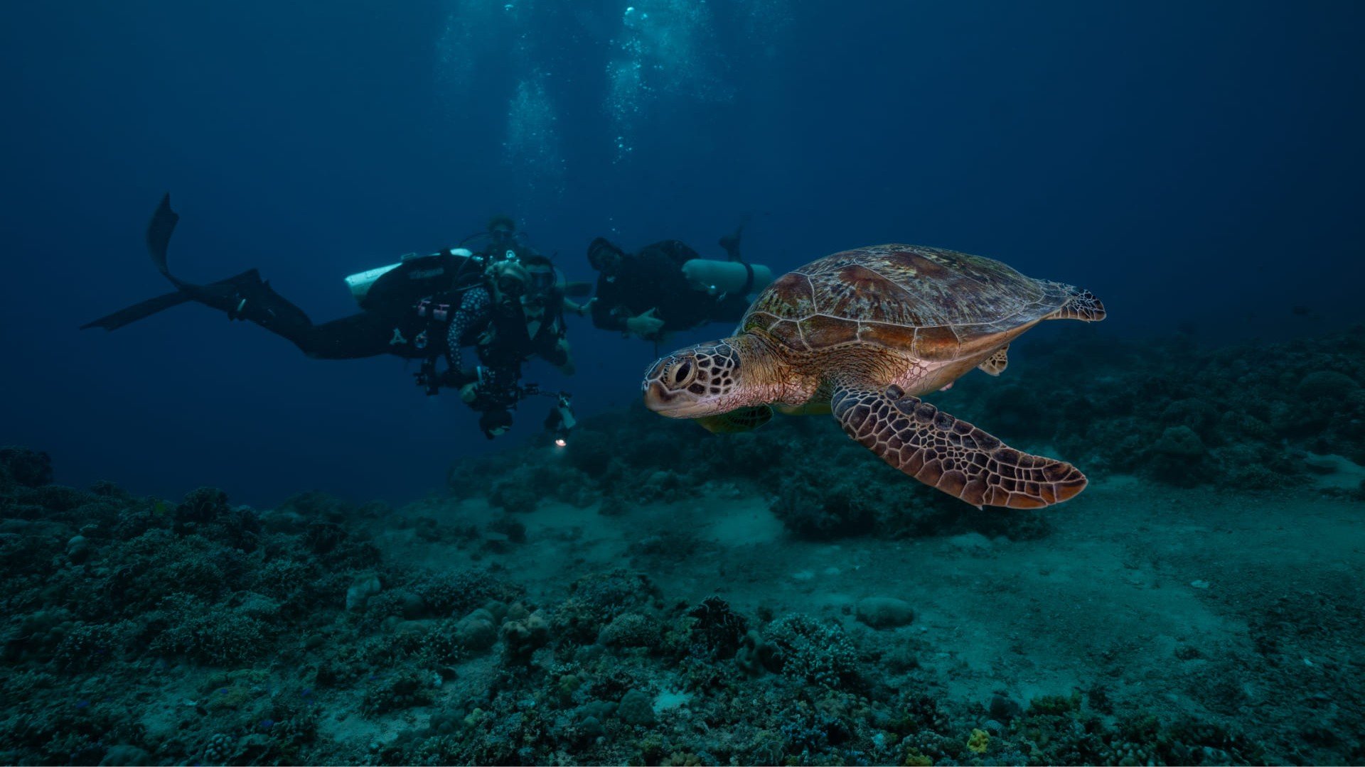 dive group and turtle gili trawangan