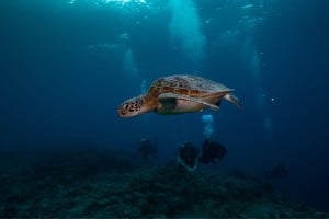 divers and turtle, gili trawangan