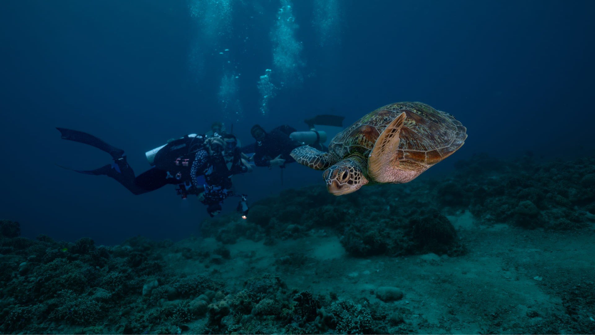 divers and turtle gili trawangan