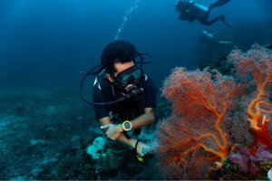 diver and coral - manta dive gili trawangan