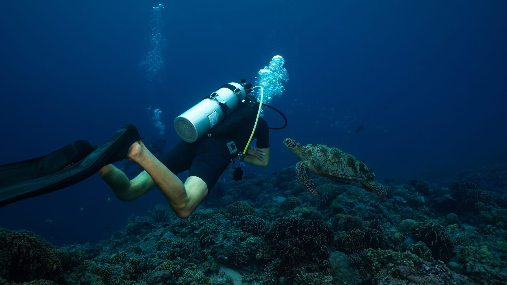 diver and corals gili islands