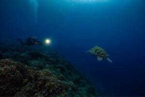 diver and turtle gili t