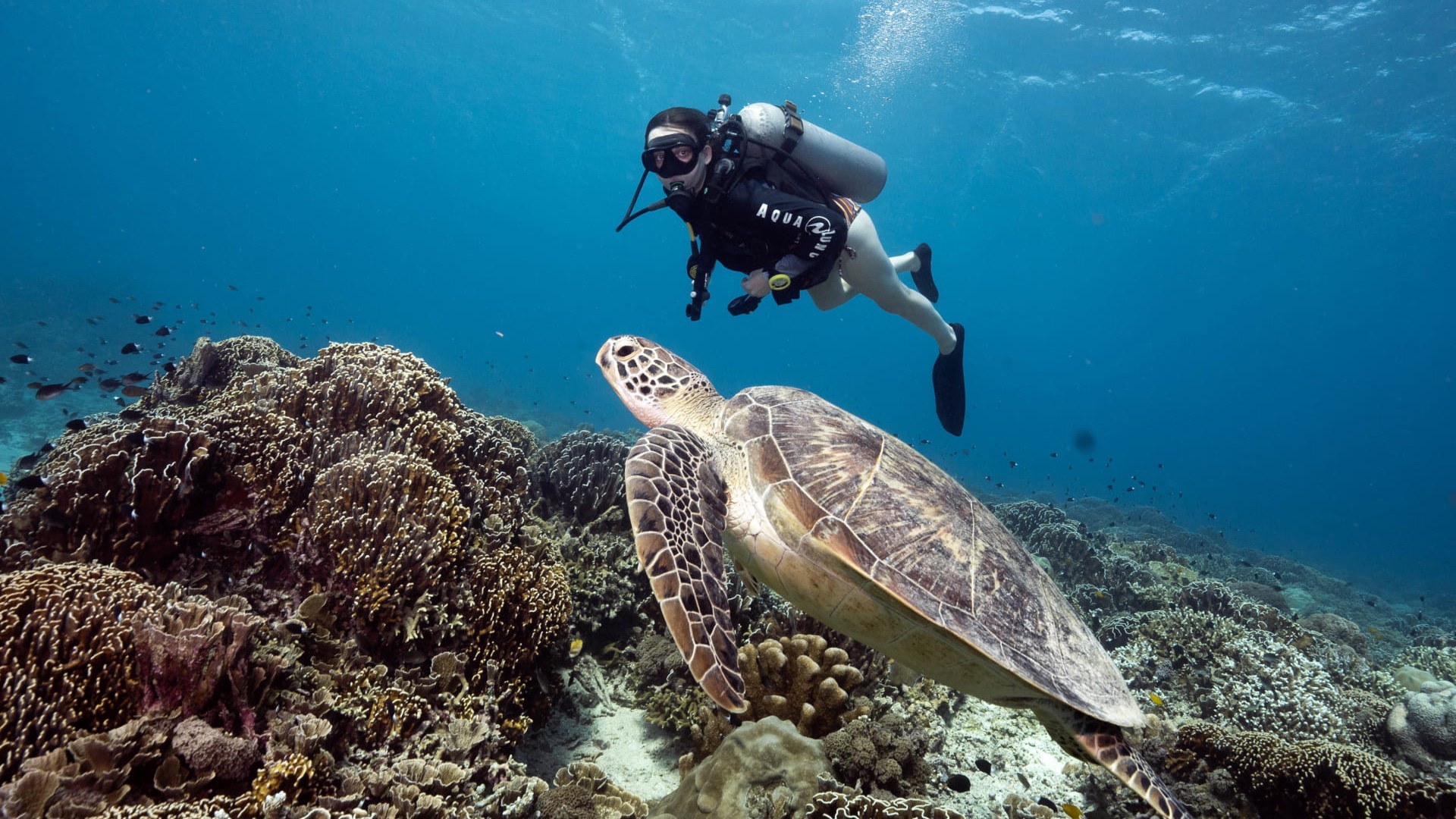 diver and turtle swimming manta dive gili t