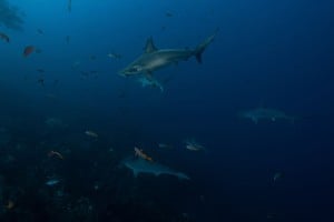 Hammerhead sharks - Manta Dive Tech Gili T