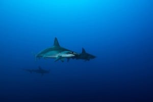 hammerhead sharks - Manta Dive Tech Gili T