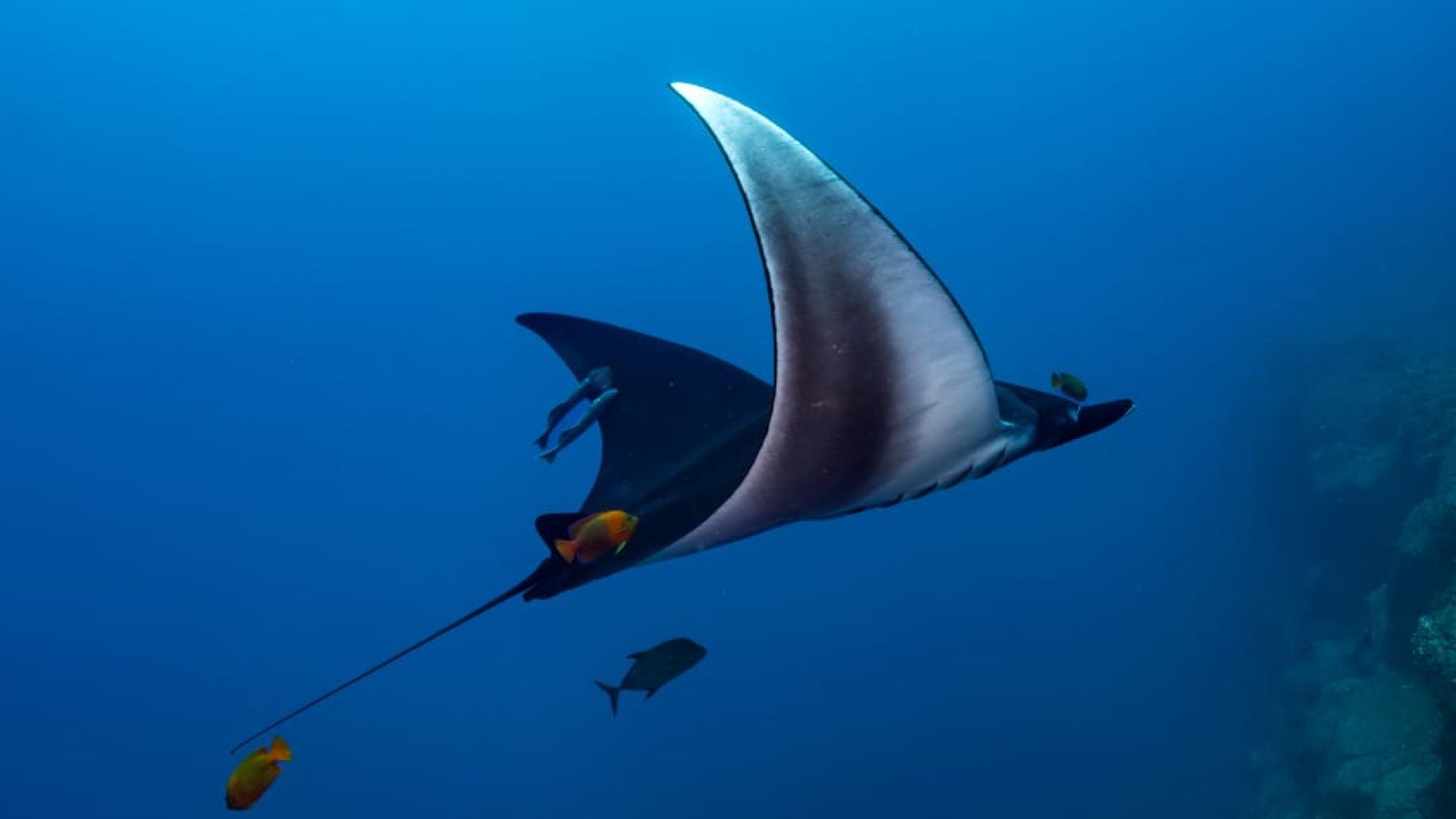 manta ray  - Manta Dive Tech Gili T