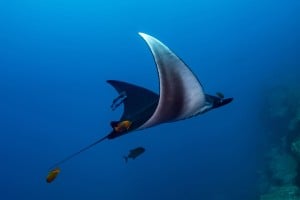 manta ray  - Manta Dive Tech Gili T