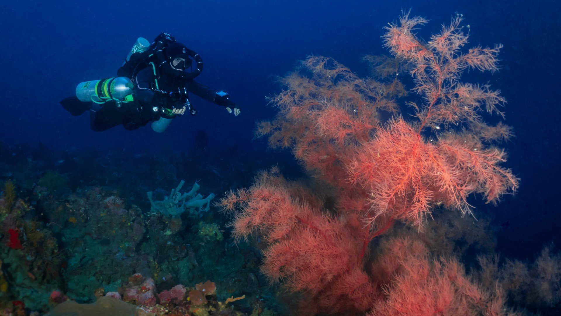 deep corals - Manta Dive Tech Gili T