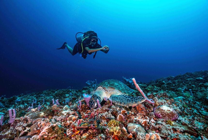 turtle and diver at Manta Dive Gili Trawangan